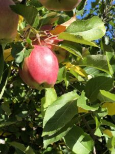 Apple at Stehekin Orchard