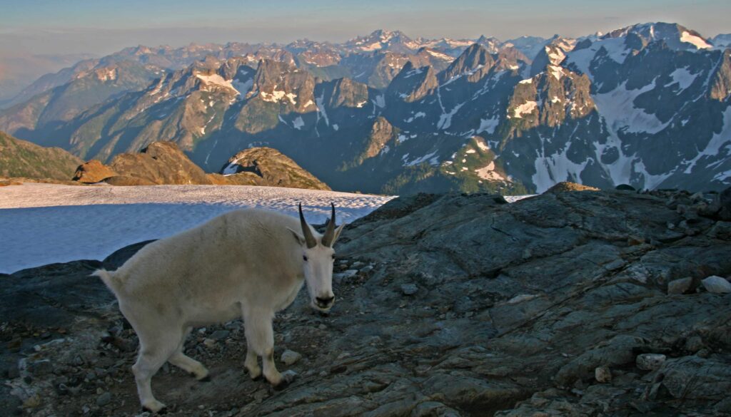 A mountain goat walks along a rocky edge on Sahale Arm in the North Cascades