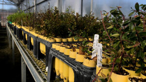 Seedlings in a row at the Matt Albright Native Plant Nursery