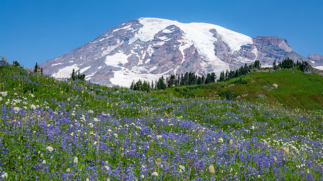 Blue lupine in a meadow in front of Mount Rainier