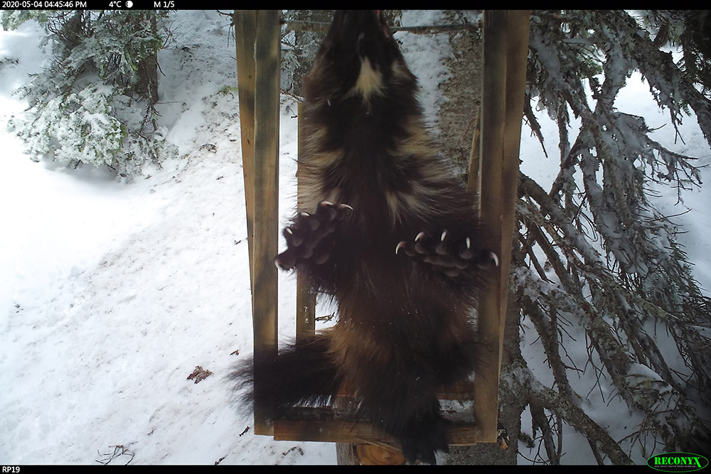 Wolverine showing off its claws