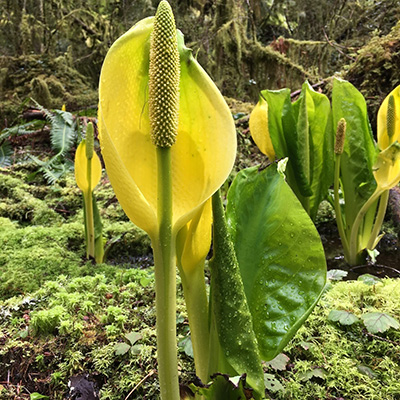 Skunk cabbage in Mount Rainier National Park