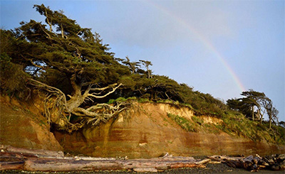 Tree of Life on the Olympic Coast