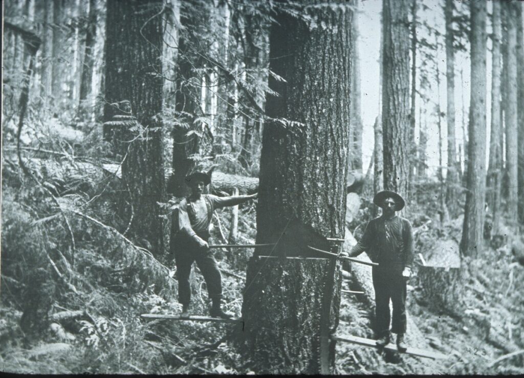 Historic photo of sawyers in a forest