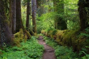 Mossy trees and trail