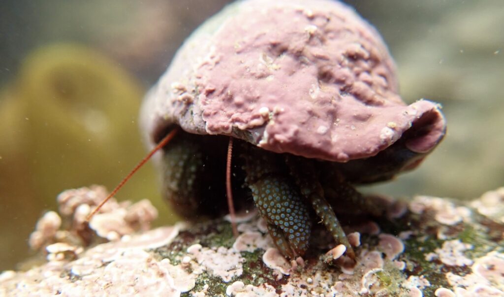 crab closeup