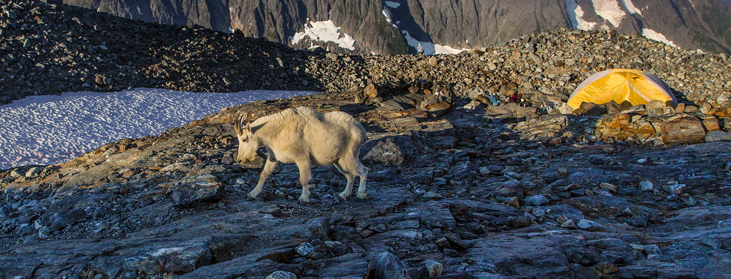 Identifying Vulnerable Mountain Goat Populations (U.S. National Park  Service)