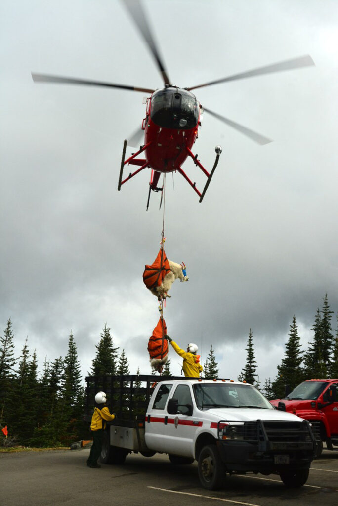 NPS photo of goats being set in a truck