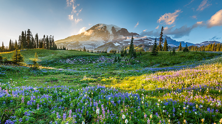 Butterfly on Blackberry, Nature, Mt. Rainier, Washington State, Landscape outlet Photography, Scenic, Color, Canvas Wrap