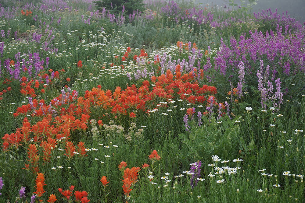 Wildflowers in Olympic