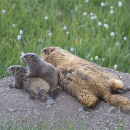 Instagram post of marmots in Olympic National Park by Rick Klawitter