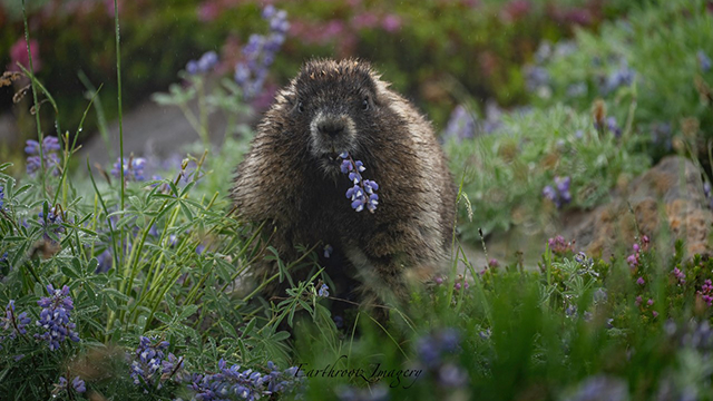 A marmot munches on lupine in a meadow at Mount Rainier