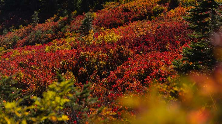 Fall foliage in Mount Rainier