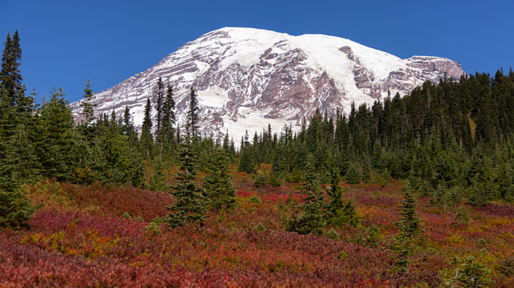 Red and orange leaves cover the meadows around Mount Rainier