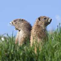 Marmots stand back to back in a meadow