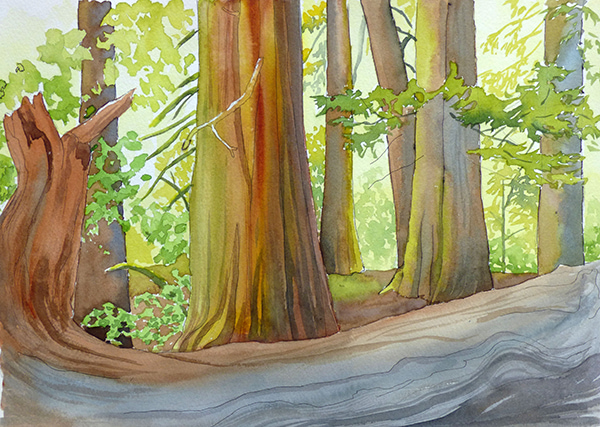 Watercolor of Ohanapecosh and cedars in Grove of the Patriarchs by Molly Hashimoto