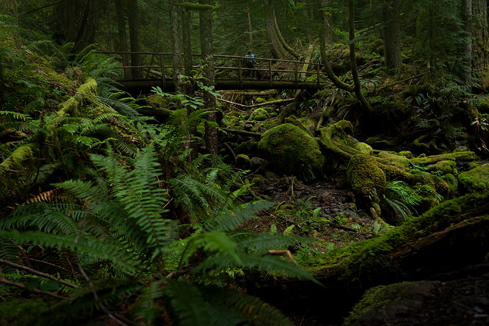 Hikers in the Olympic Rainforest