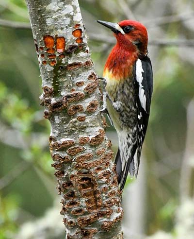 Red Breasted Sapsucker by Karen Povey