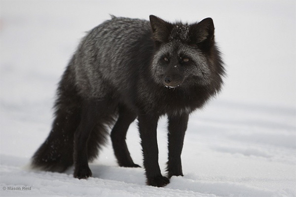 Cascade red fox walks through snow