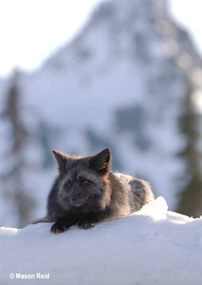 Cascade red fox rests on a snow bank