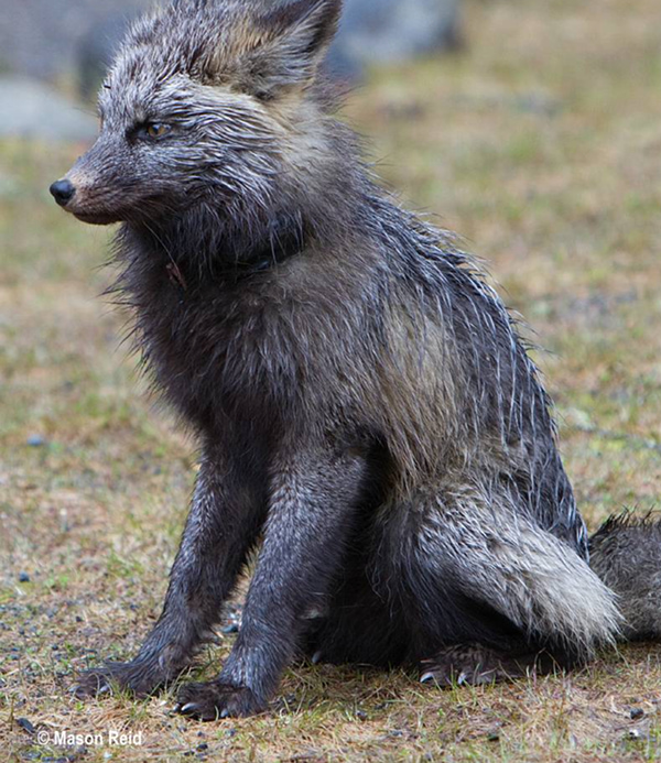 A wet Cascade red fox sits still