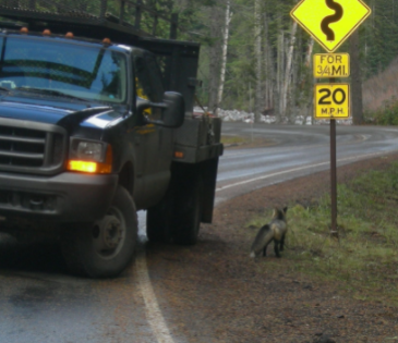Cascade red fox on the side of the road by a stopped truck