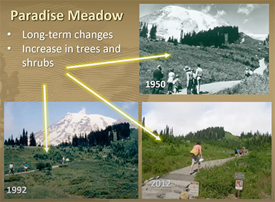 Image depicting the changes in meadows at Paradise since 1950