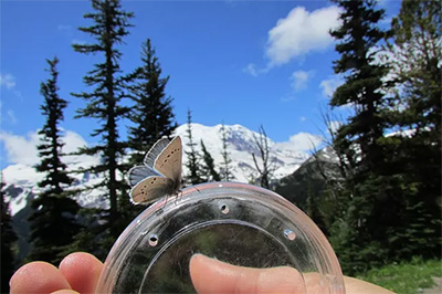 A butterfly perches on the lid of a survey container