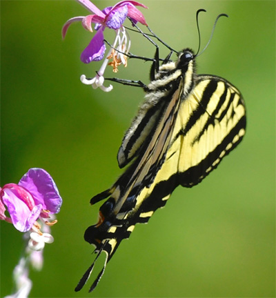 A butterfly close-up on a flower