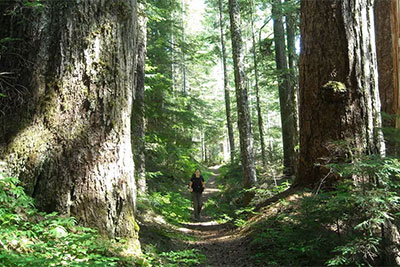 A hiker takes in an old growth stand