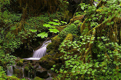 A waterfall surrounded by ferns