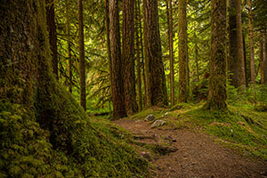 Old growth trees surround Ancient Groves trail