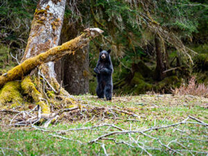 Black bear stands up in the Enchanted Valley