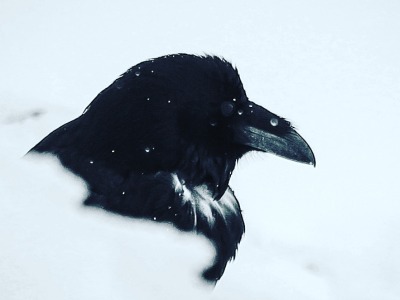 Up close portrait of a raven in the snow.