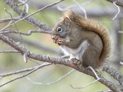 Douglas squirrel by Karen Povey
