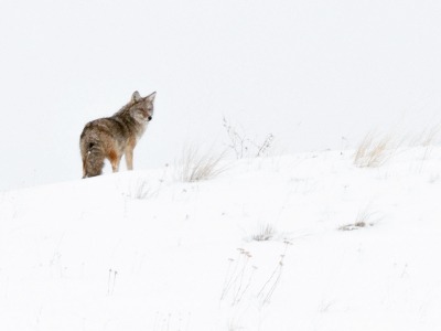 Coyote by Karen Povey