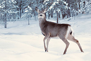A mule deer raises it's head in a snow field