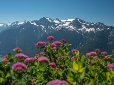 A photo of pink flowers with a view of snow covered peaks in the back.