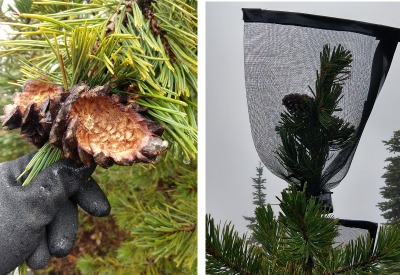 Two up close images of pine cones. The right image has a cage around it to prevent wildlife from eating the seeds.