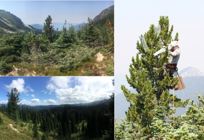 Three photos: two are meadows with the white bark pine trees and one with a person in the tree.