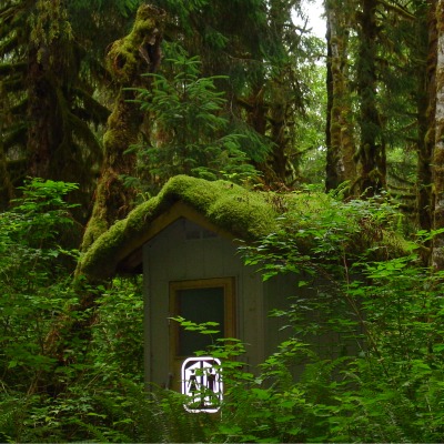 A small out house shaped building hidden behind trees and covered with moss.