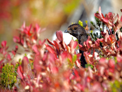 a grouse head popping up among a red bush.