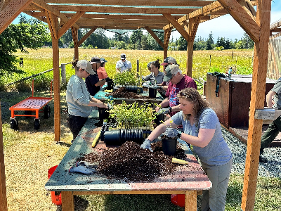 Volunteers under a shed potting native plants in Olympic National Park