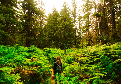 A hiker stands in the Sol Duc Valley
