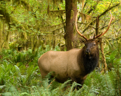 A male elk standing in ferns.