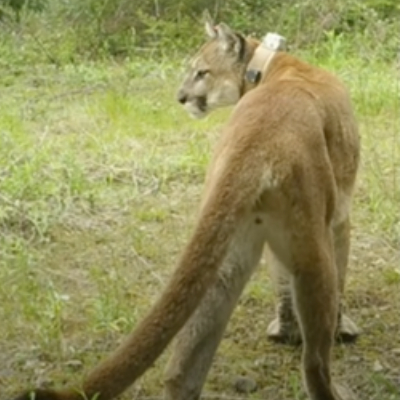 cougar hindside on a webcam in a field