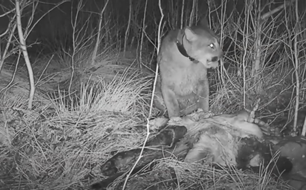 A black and white webcam photo of a cougar in the wild.