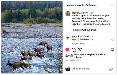 Screensho of an instagram post by Olympic National Park with an elk herd crossing a river.