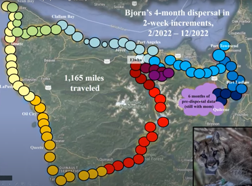 A map of the peninsula tracking the 4 month journey of a cougar named Bjorn
