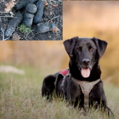 a photo of a black dog laying in grass and a photo of dark scat on the top left corner.